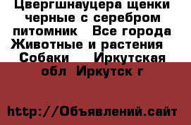 Цвергшнауцера щенки черные с серебром питомник - Все города Животные и растения » Собаки   . Иркутская обл.,Иркутск г.